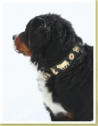 Overstock Sale! 1 1/2" Large Contemporary Swiss Dog Collar